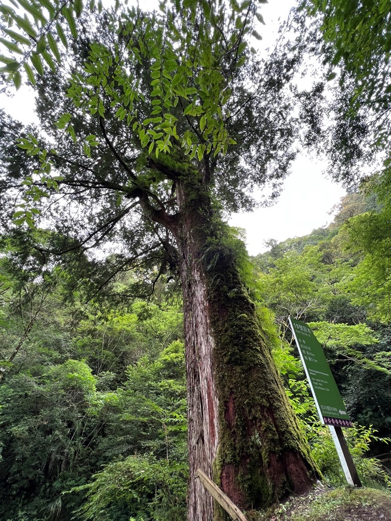 拉拉山國家森林遊樂區