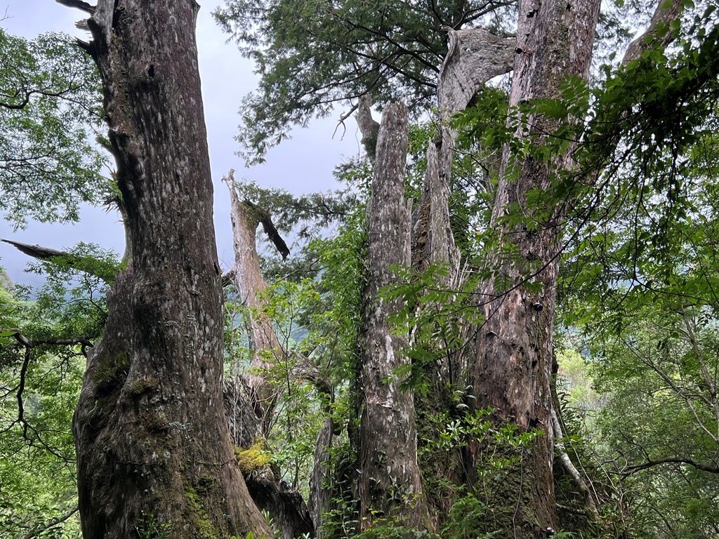 拉拉山國家森林遊樂區