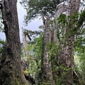 拉拉山國家森林遊樂區