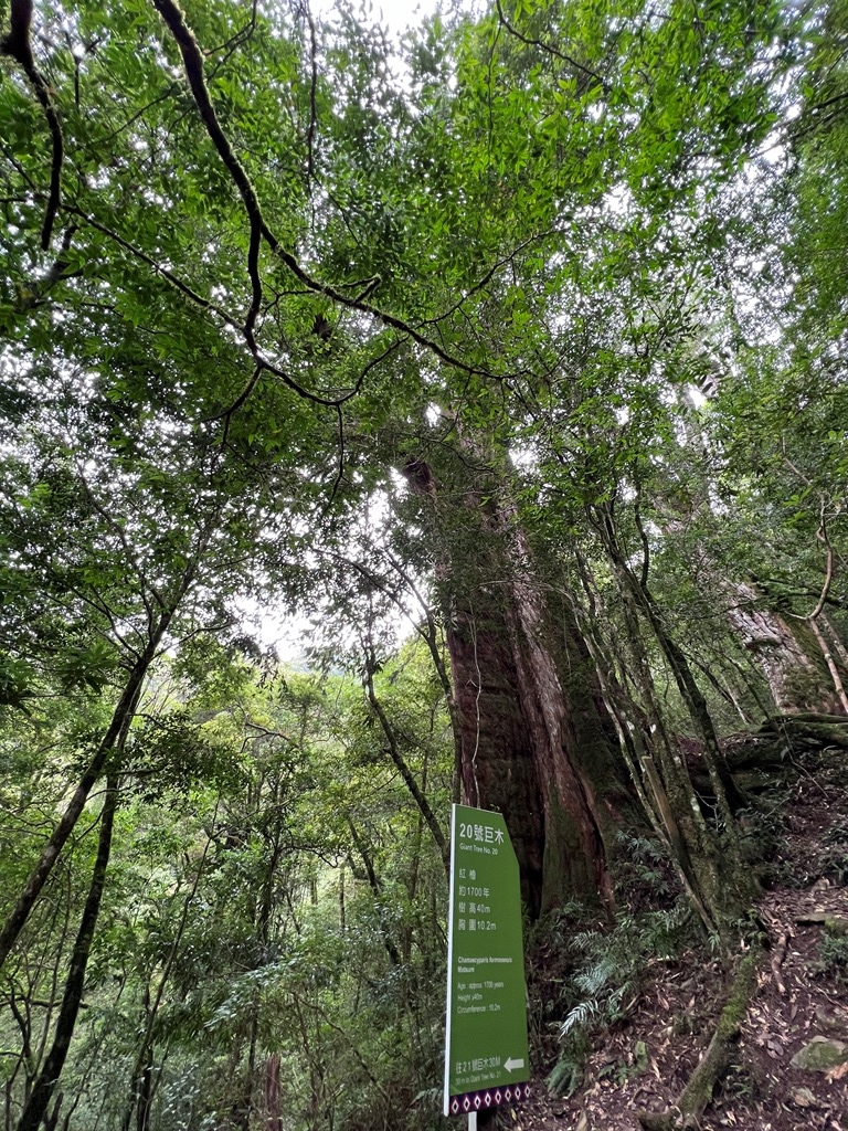 拉拉山國家森林遊樂區