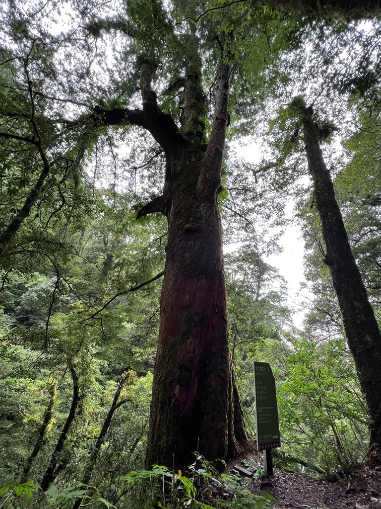 拉拉山國家森林遊樂區