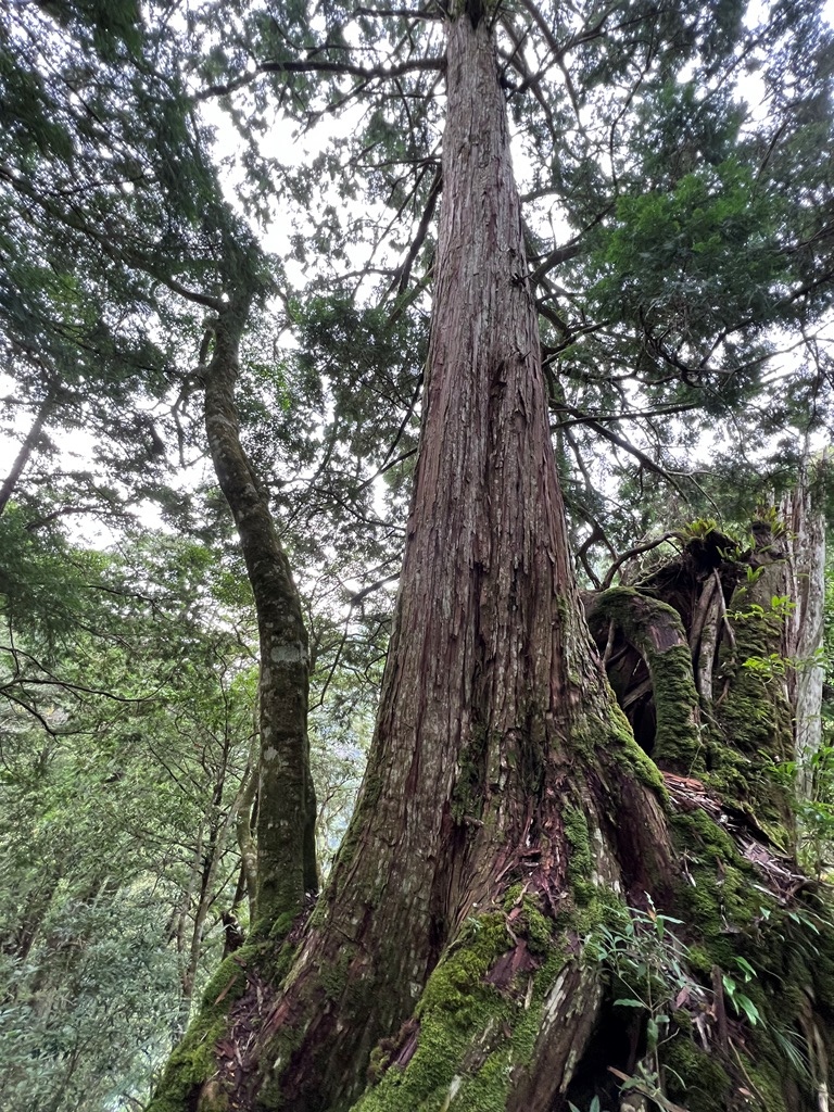 拉拉山國家森林遊樂區