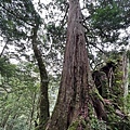 拉拉山國家森林遊樂區