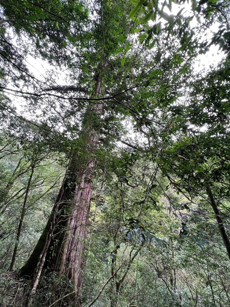 拉拉山國家森林遊樂區