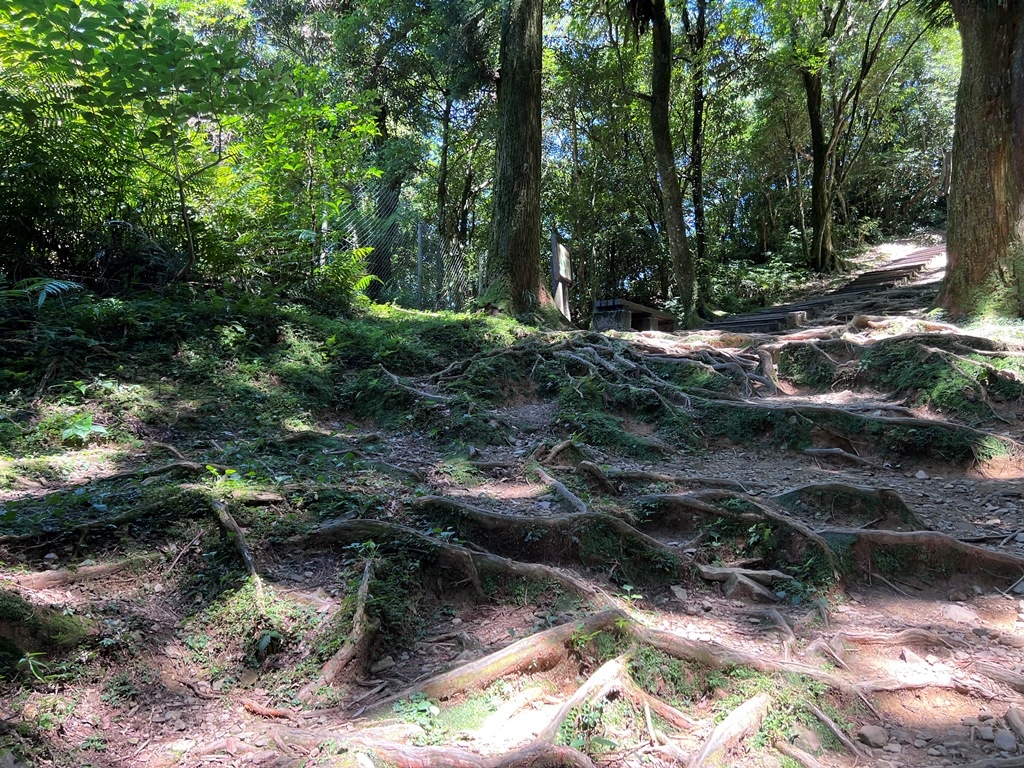 東眼山國家森林遊樂區