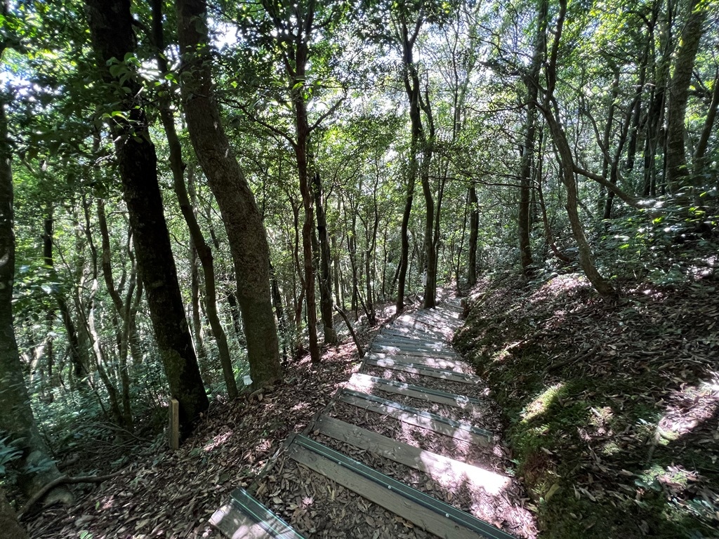 東眼山國家森林遊樂區