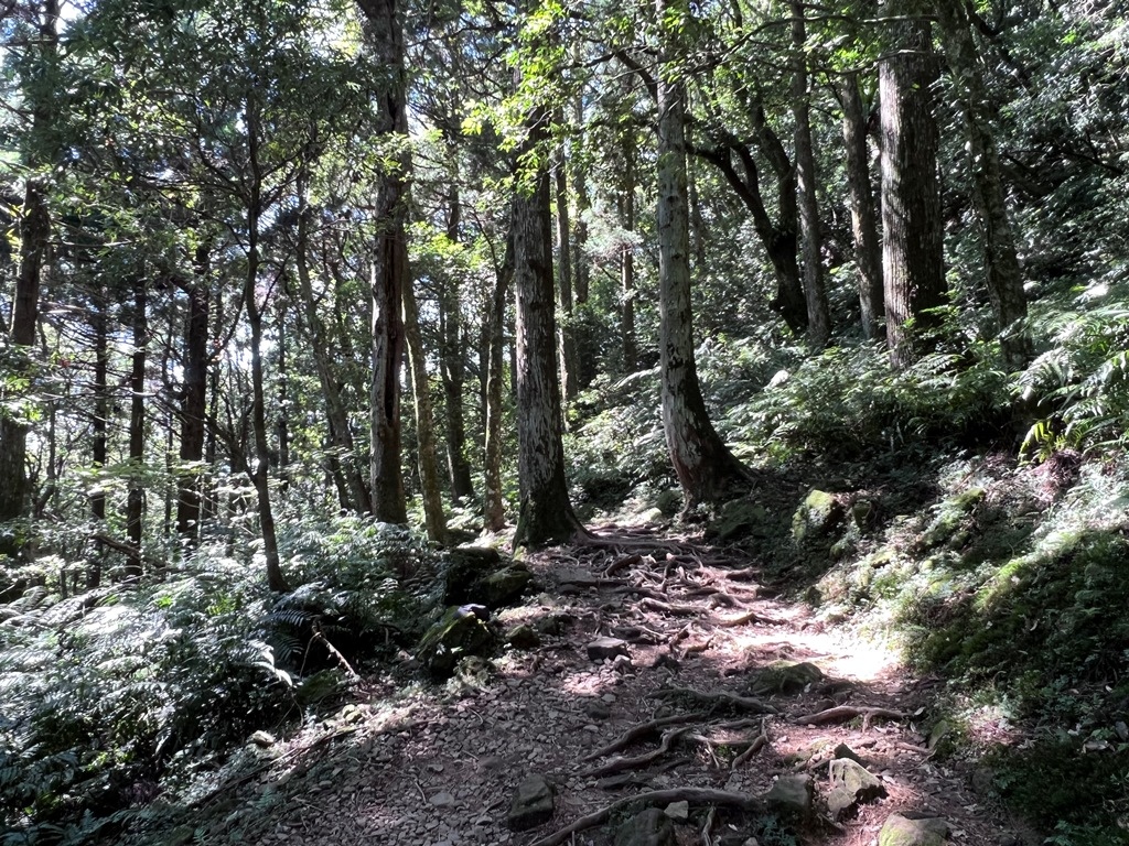 東眼山國家森林遊樂區