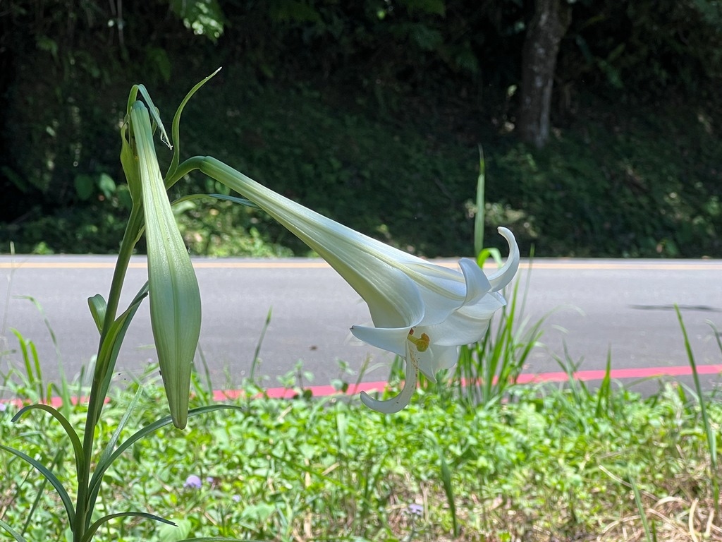 東眼山國家森林遊樂區