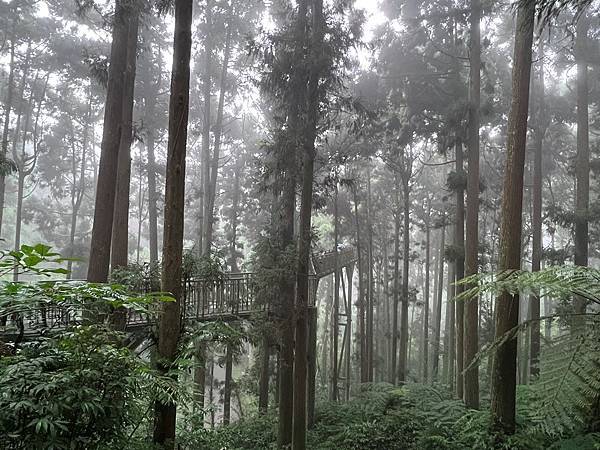 溪頭自然教育圈區