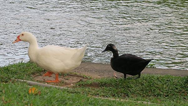 臺中公園