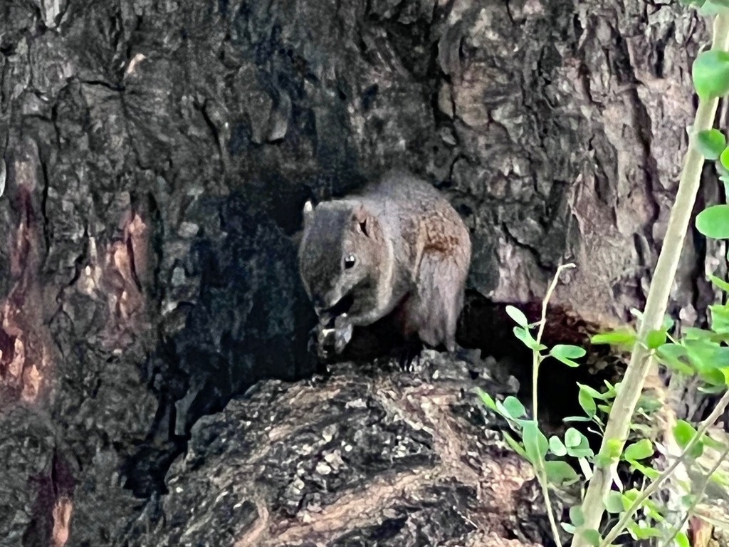 臺中公園