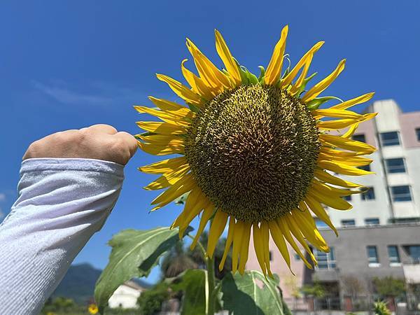 金山向日葵花田