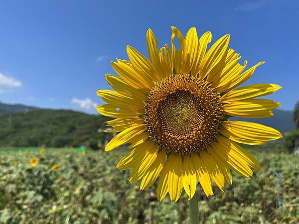 金山向日葵花田