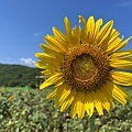 金山向日葵花田