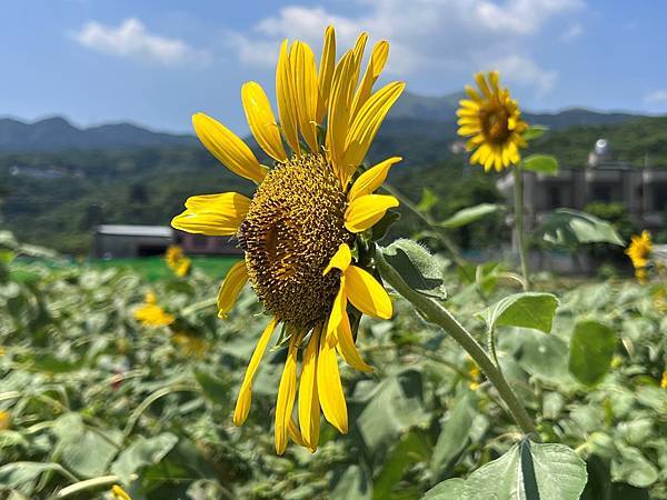 金山向日葵花田