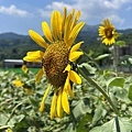 金山向日葵花田