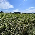 金山向日葵花田