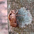 獅頭山公園