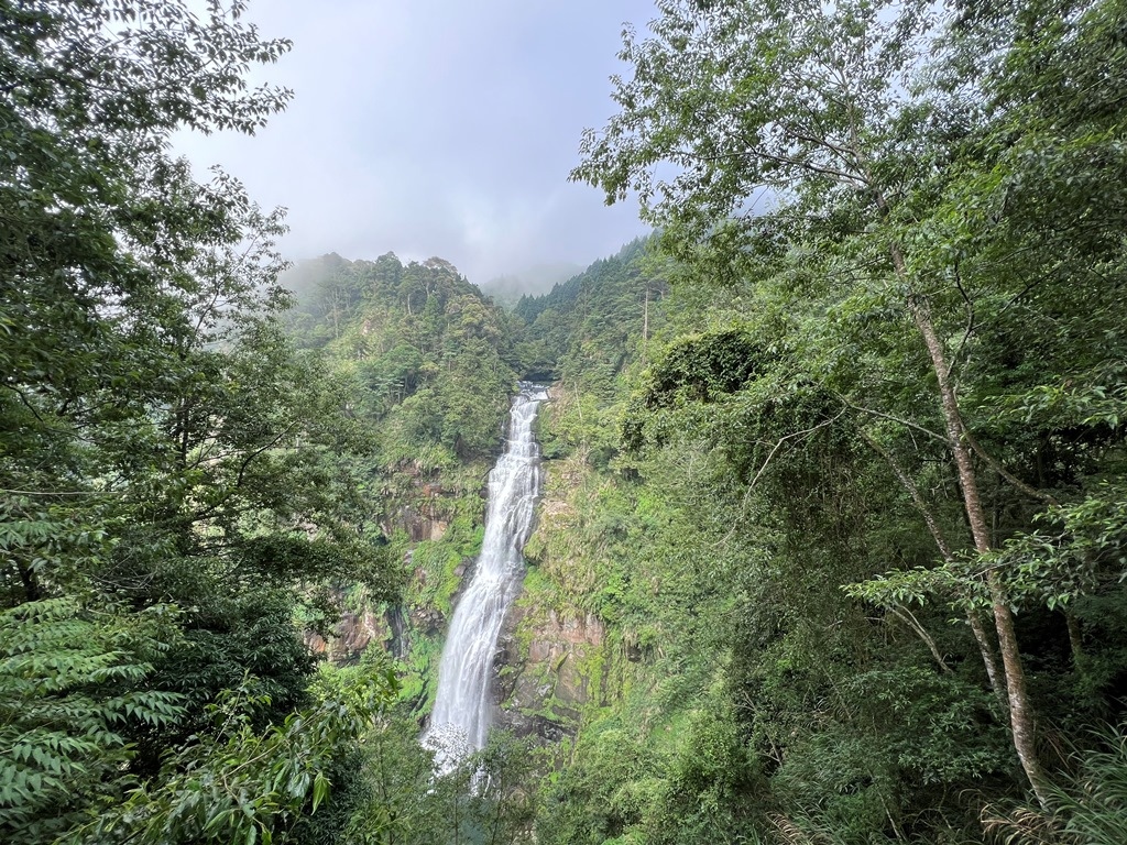 青龍蕨類步道