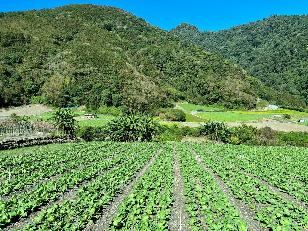 南山村