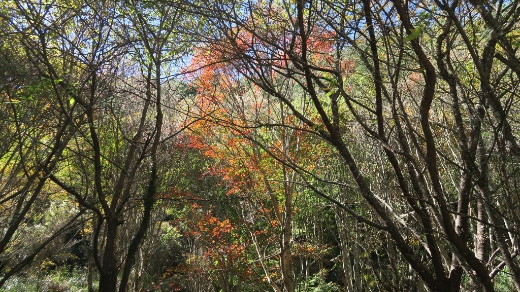 武陵農場