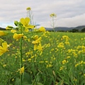 富里稻草藝術季