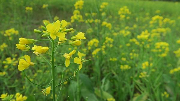 富里稻草藝術季