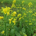 富里稻草藝術季