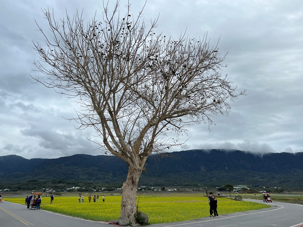 蔡依林樹