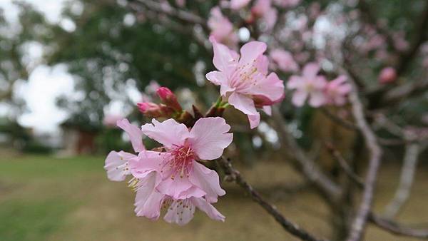 鹿野高台