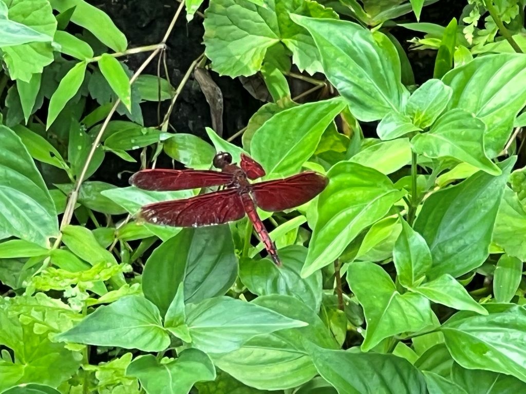 真愛桃花源