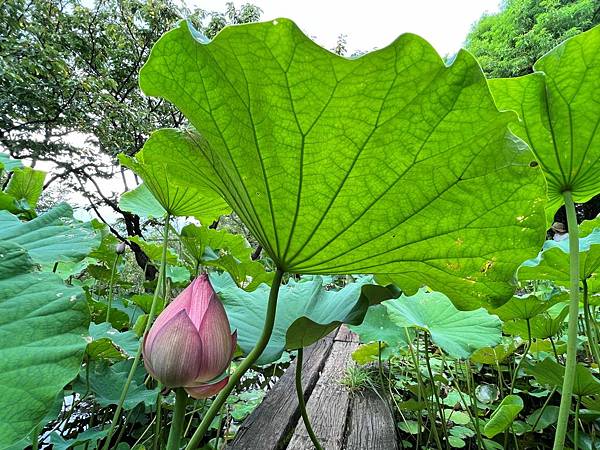 真愛桃花源