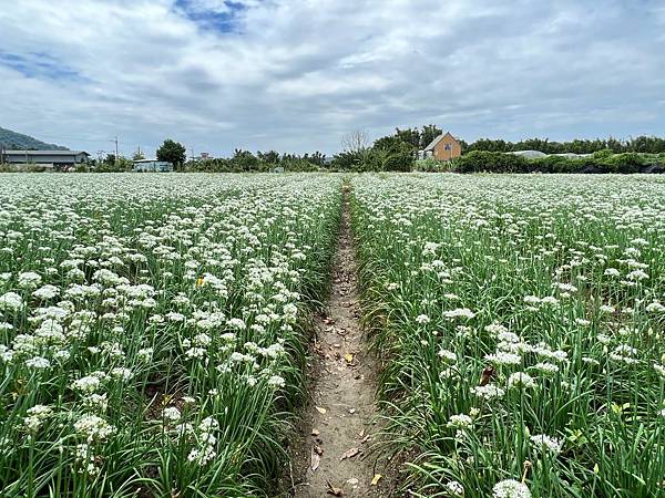 大溪韭菜花