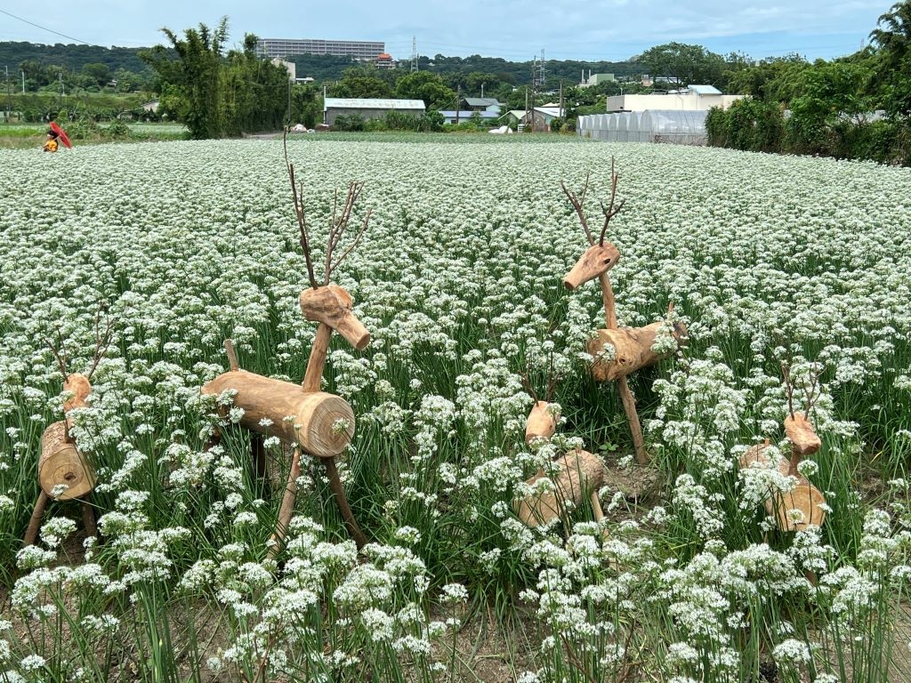 大溪韭菜花