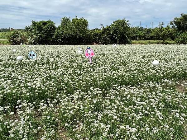 大溪韭菜花