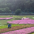 2023桃園花彩節