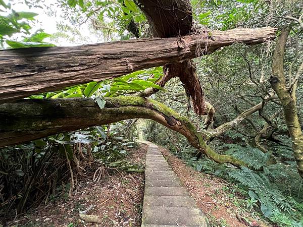 青龍嶺步道