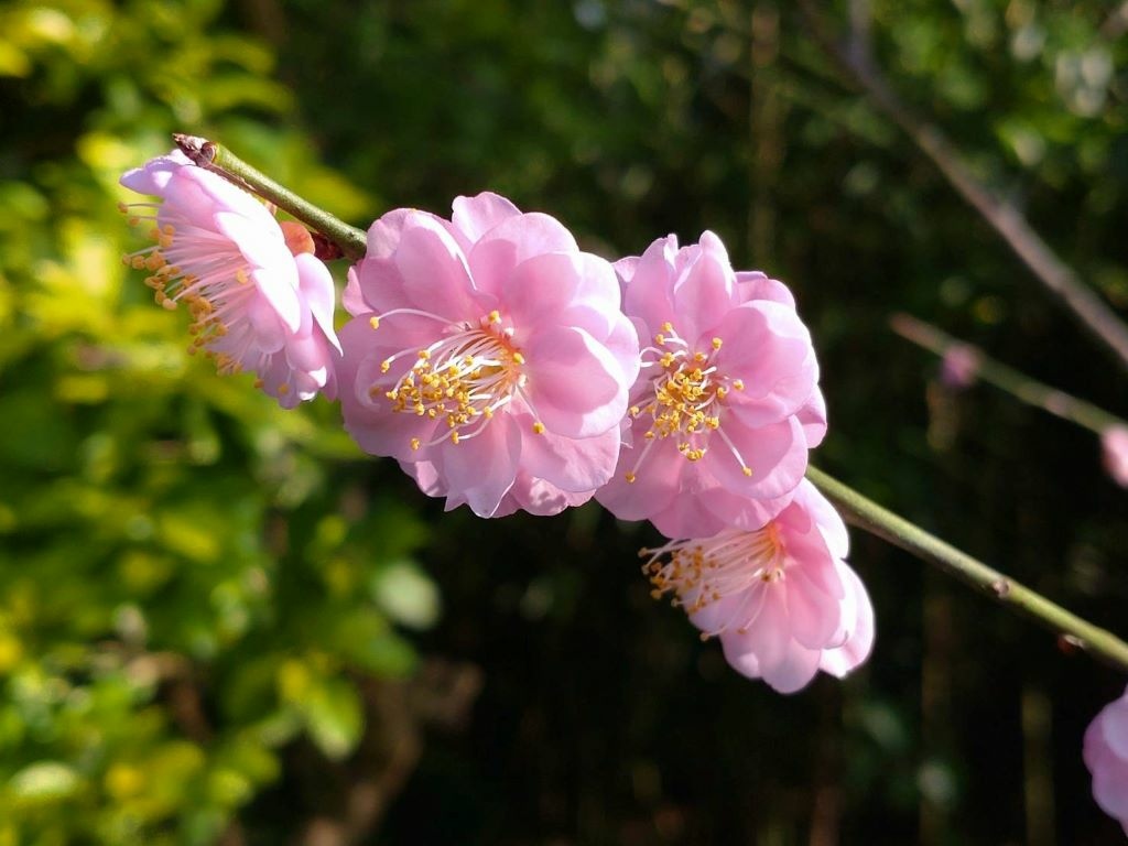 齋明寺