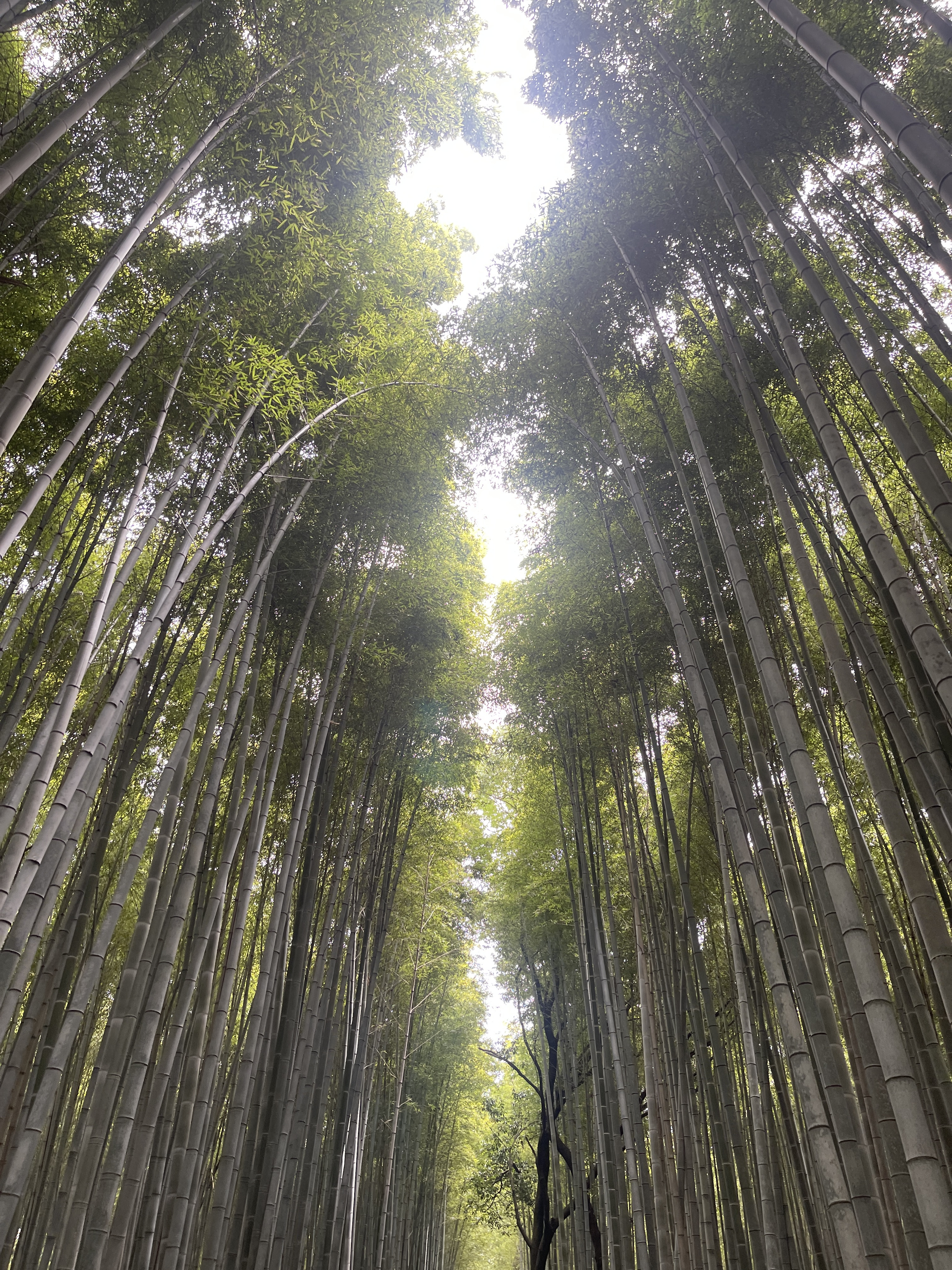 ▌2023日本之旅 ▌Day 7 : 嵐山小火車