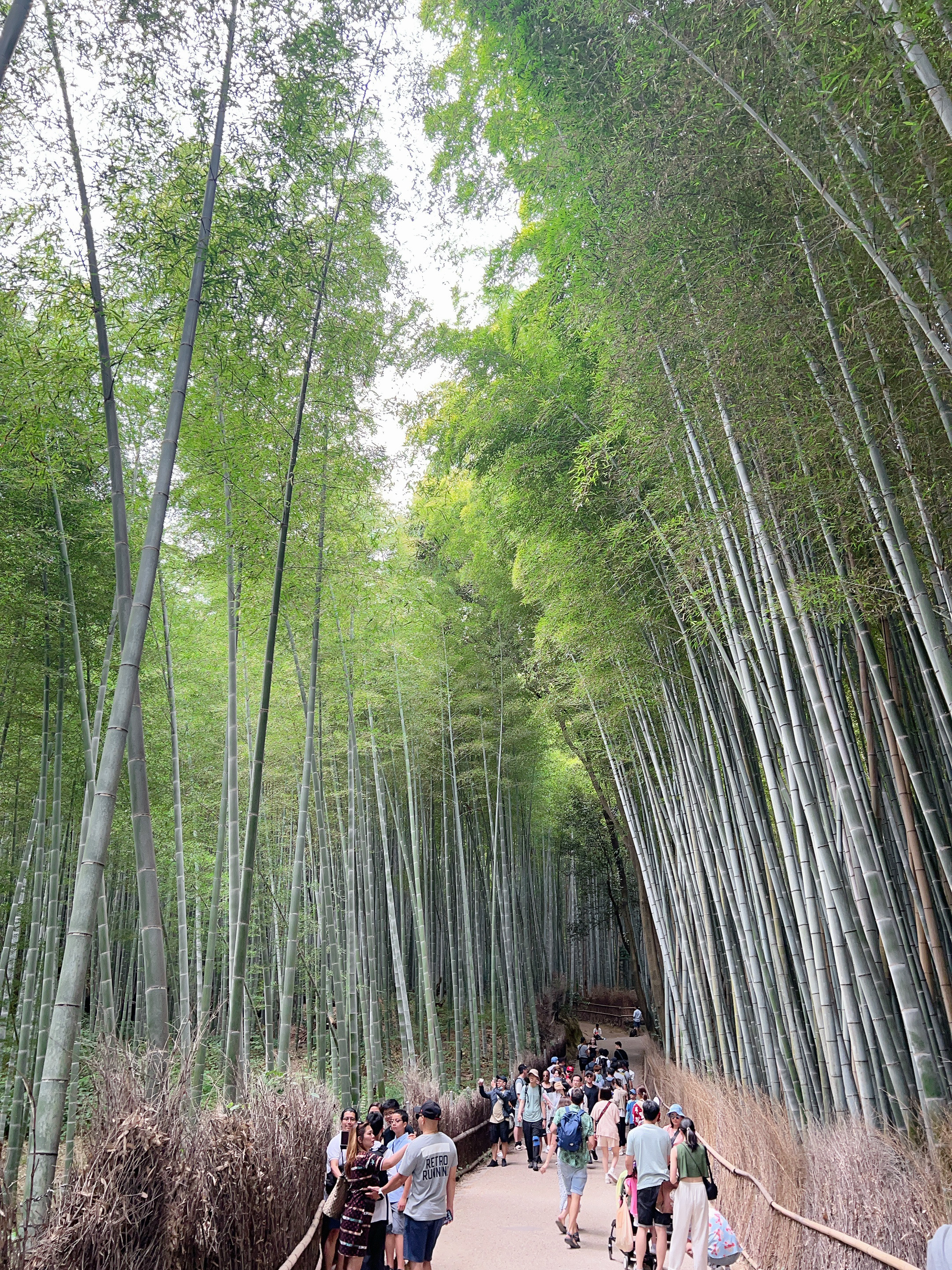 ▌2023日本之旅 ▌Day 7 : 嵐山小火車