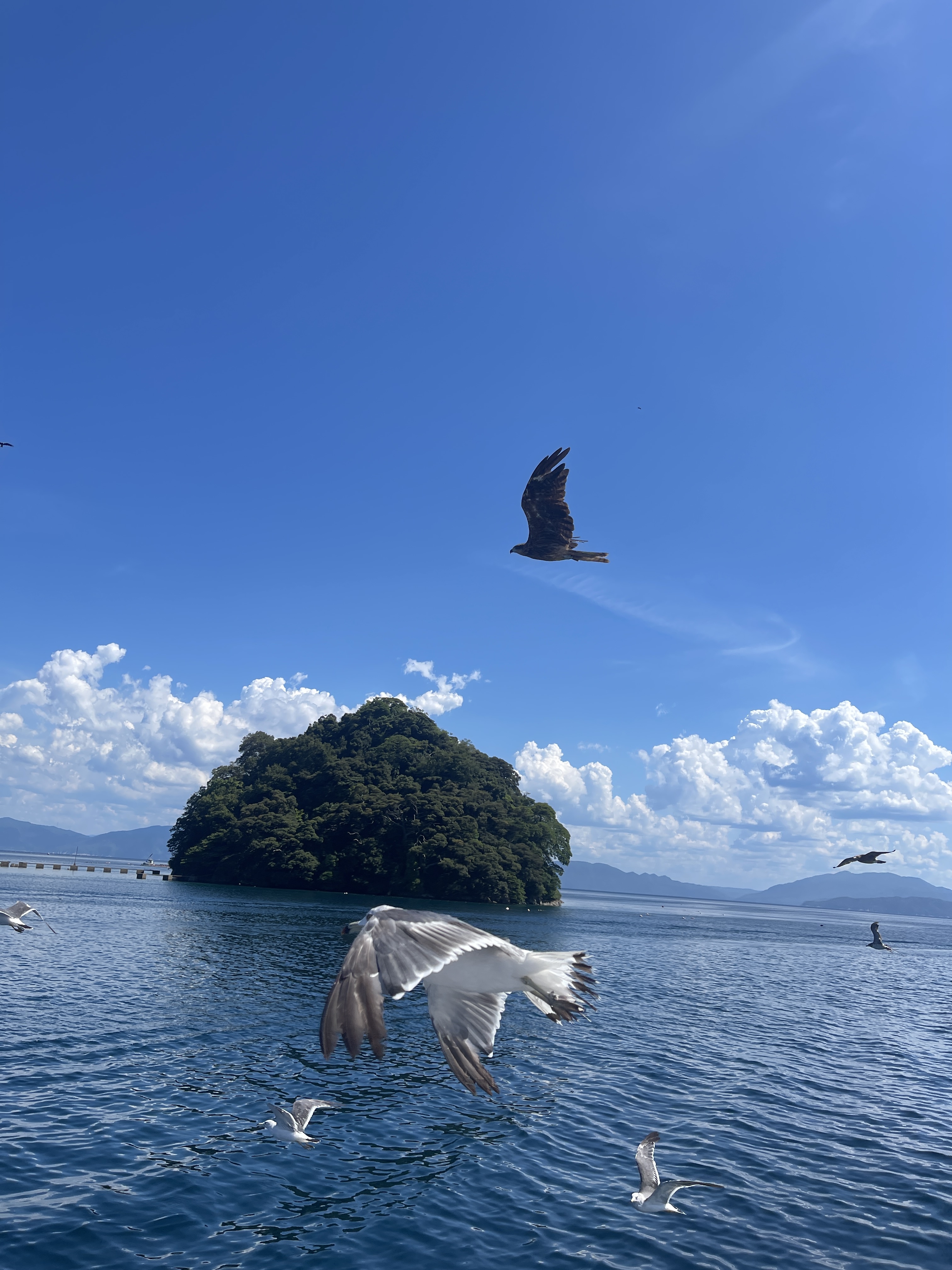 ▌2023日本之旅 ▌Day 8 : 天橋立➝伊根灣遊船➝ 