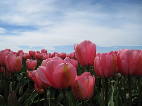 Tulips kiss the sky~