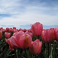 Tulips kiss the sky~