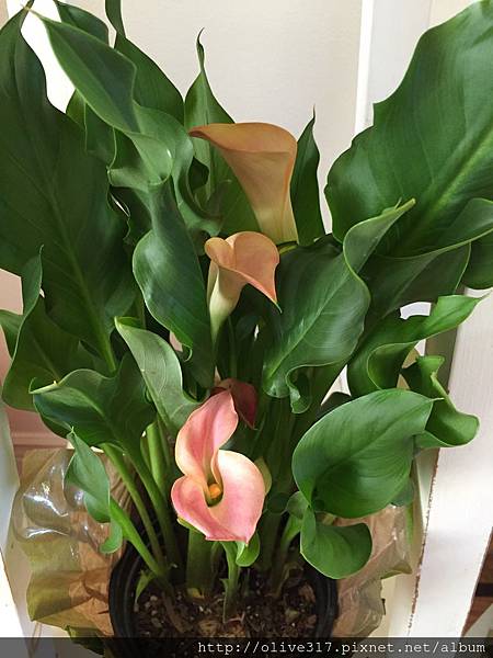 未婚妻強壯的心臟 Calla Lily的花語 法蘭小姐矽谷心生活 痞客邦 未婚妻強壯的心臟 Calla Lily的花語 法蘭小姐矽谷心生活 痞客邦