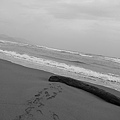 浮木
