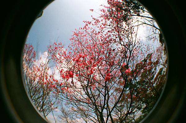 櫻花+藍天