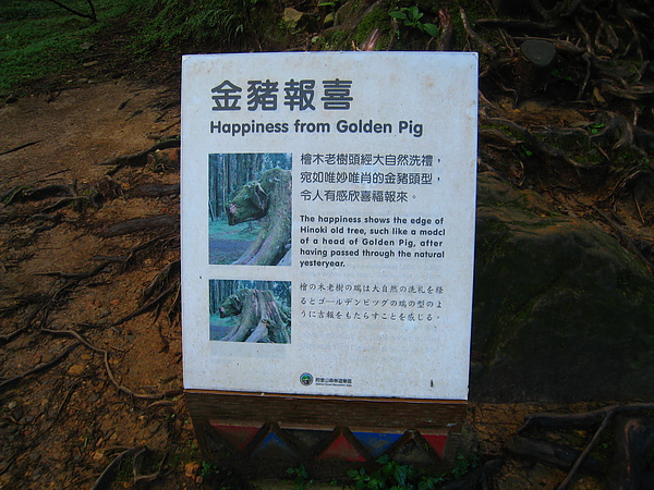 金豬