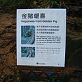 金豬