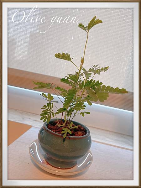 【观玲老师爱居家】温度越低嗅觉越敏锐，而且好香还能排除冬季忧