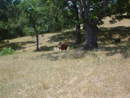 Sunol027.JPG